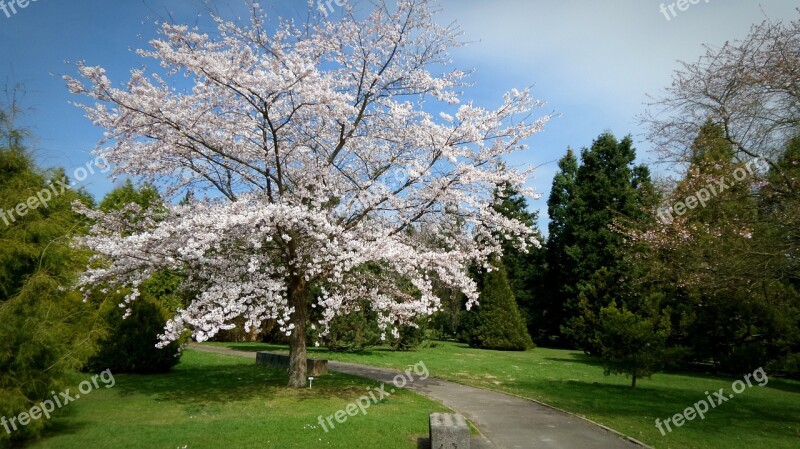 Garden Tree Spring Nature Botanical Garden