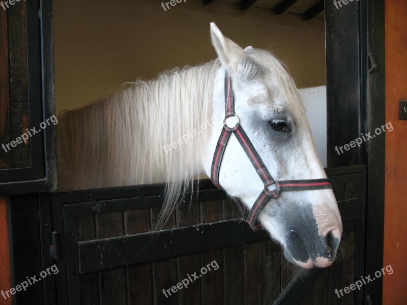 Horse Mare Animal Farm Ride