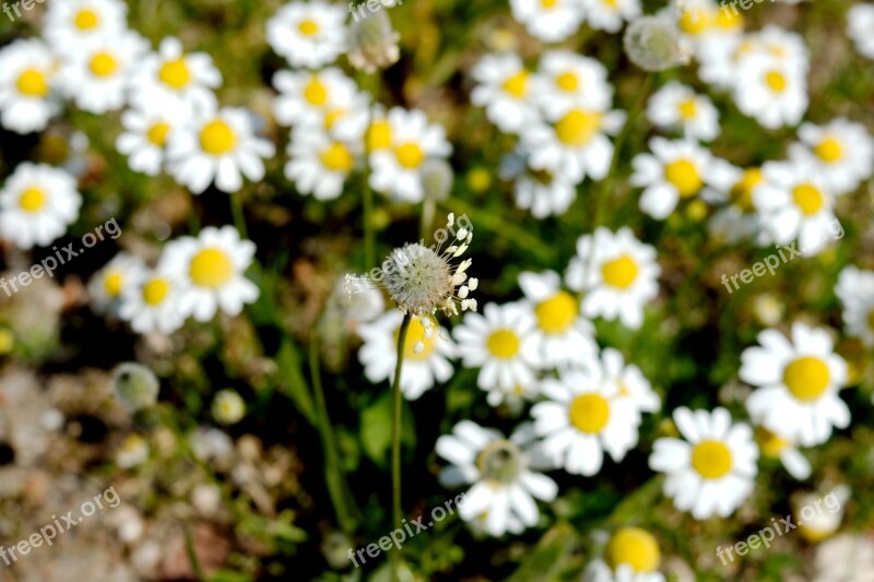 Flower Nature Chamomile Green White