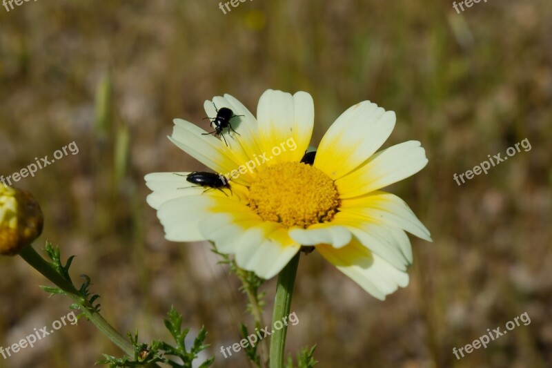 Flower Bugs Nature Insect Yellow