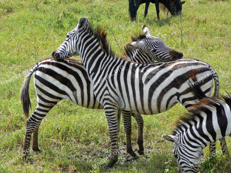 Zebra Deer Wild Ngoro Ngoro Africa