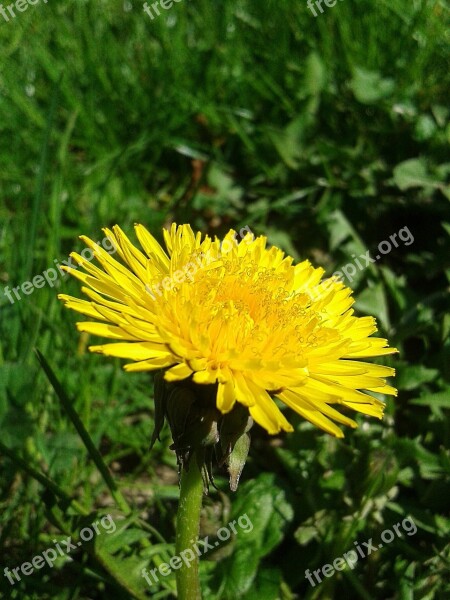 Spring Dandelion Yellow Green Meadow