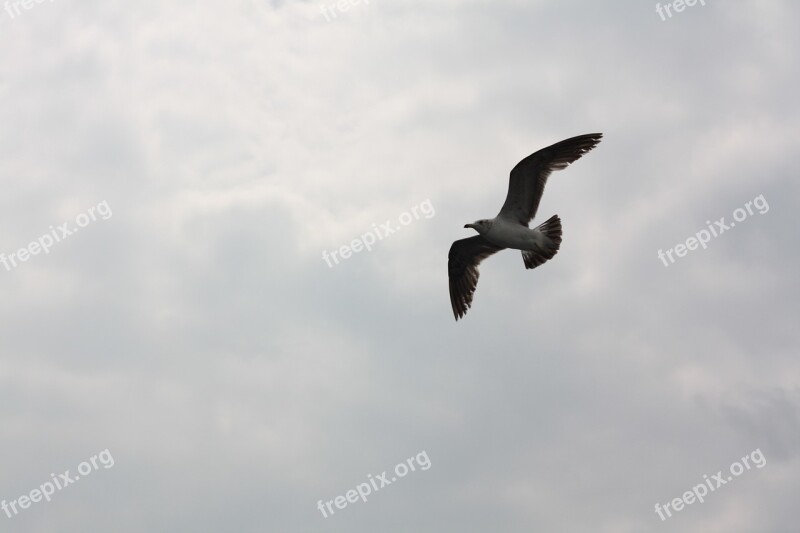 Seagull Sky Flight Wing New