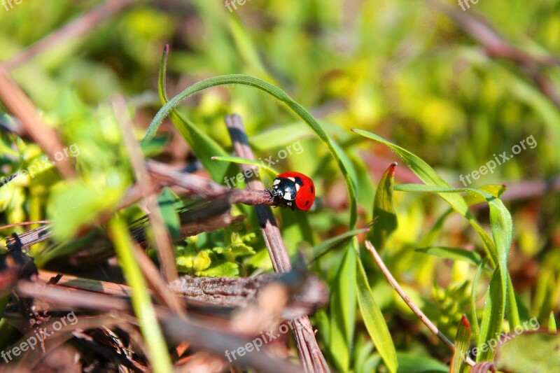 Lady Bug Bug Insect Free Photos