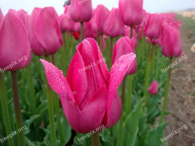 Tulips Pink Tulip Field Drops Edge