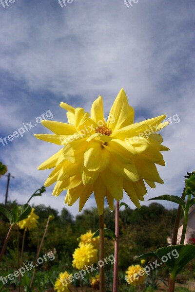 Yellow Flower Sky Dahlia Cloud Free Photos