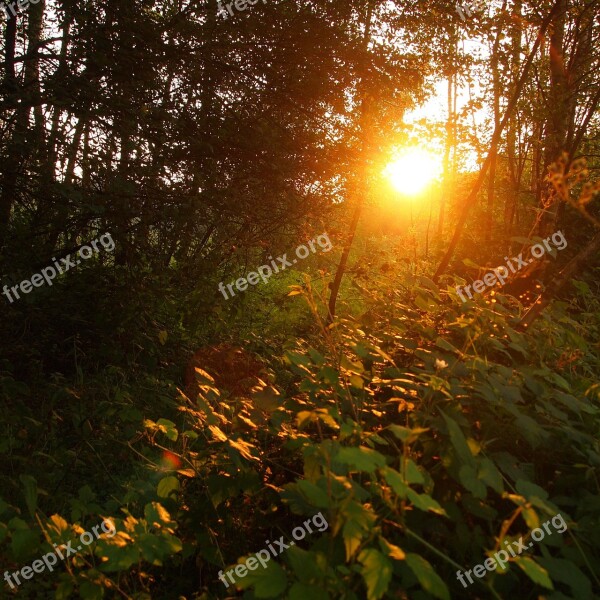 Setting Sun Forest Leaves Trees Silhouette