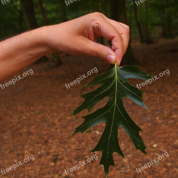 Sheet Hand Green Forest Man