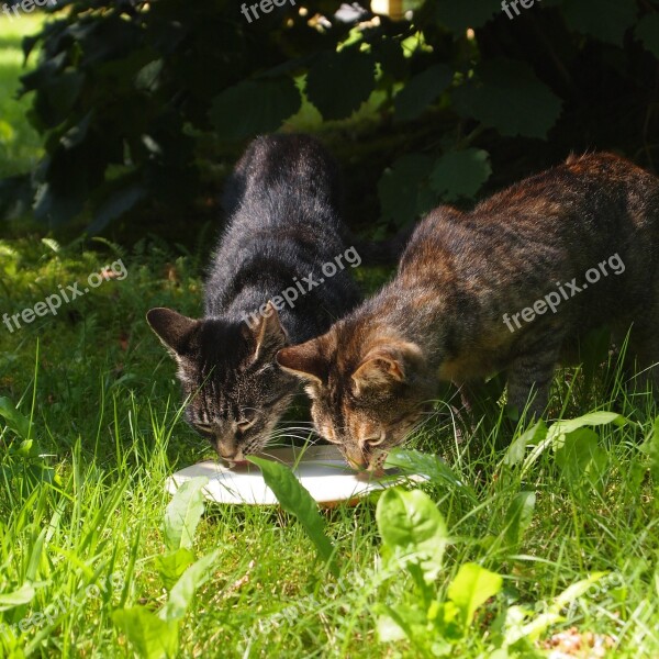 Stray Cats Cats Milk Together Drinking