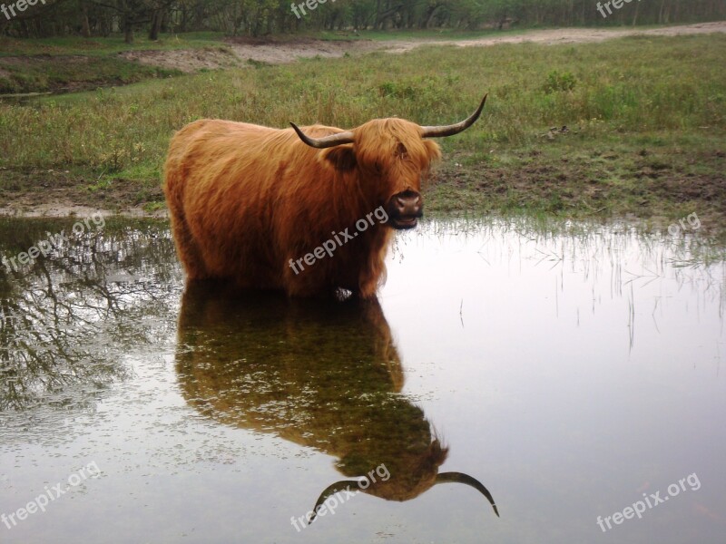 Cow Horns Water Mirror Dunes