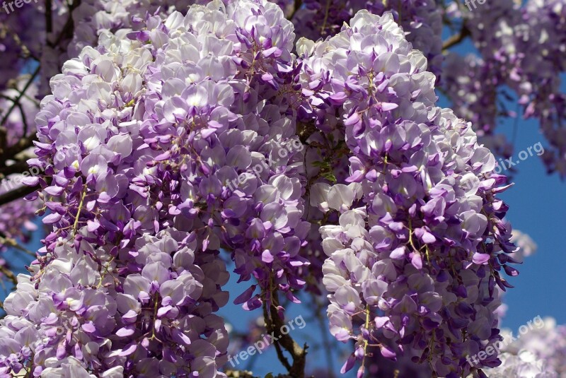 Glycine Flowers Purple Spring Free Photos