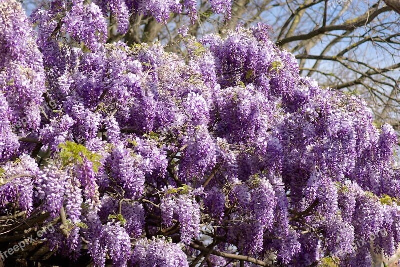 Glycine Tree Clusters Purple Flowers