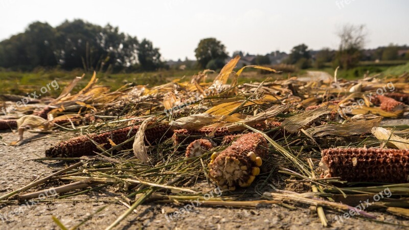 Harvest Remains Crop Residues After The Harvest Corn