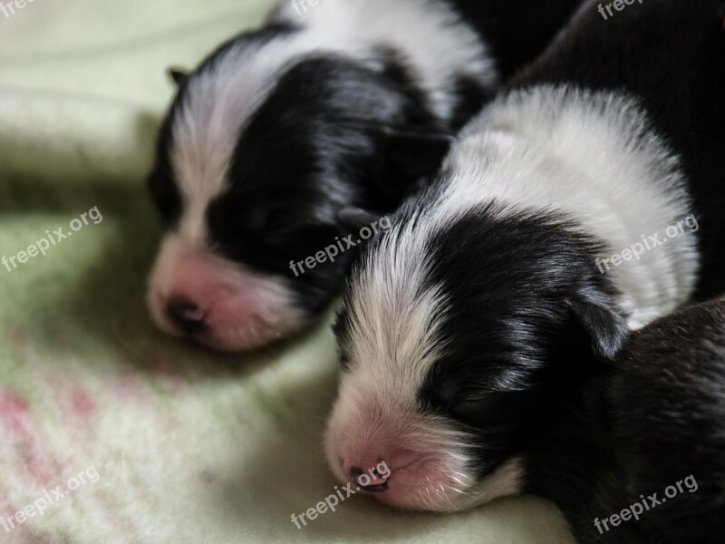 Dogs Puppies Border Collie Free Photos