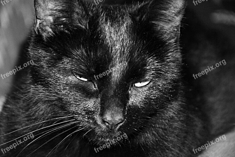 Cat Feline Animals Black And White Domestic Animal