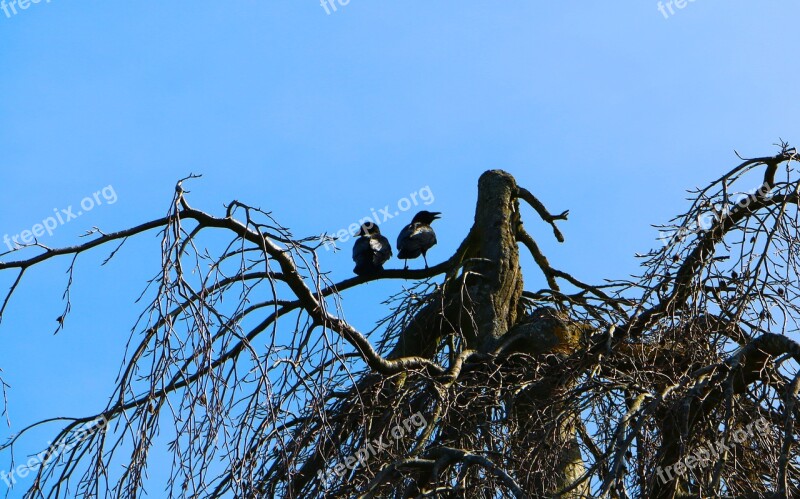 Tree Branches Dig Together Watch