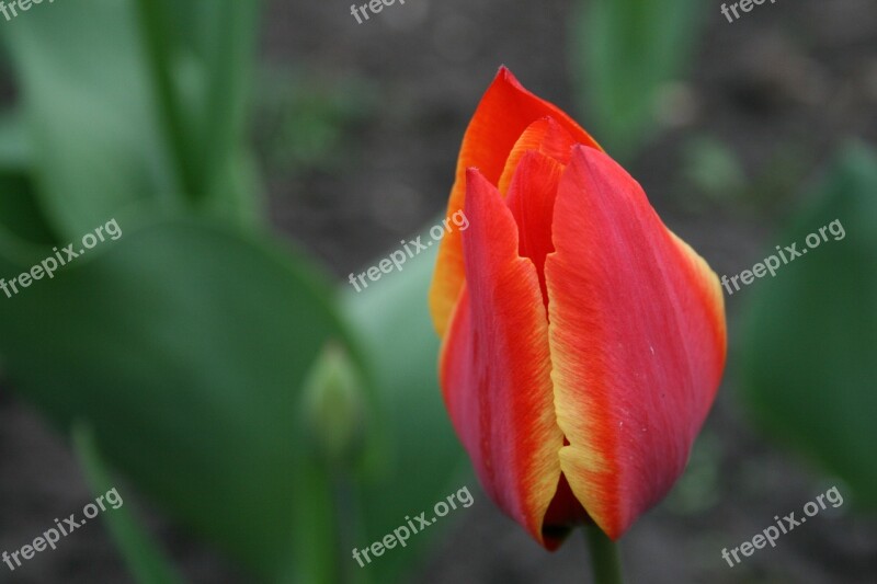 Flower Tulip Bud Red Free Photos