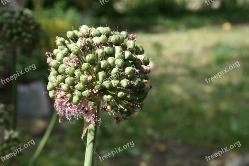 Flower Plant Bud Weed Free Photos