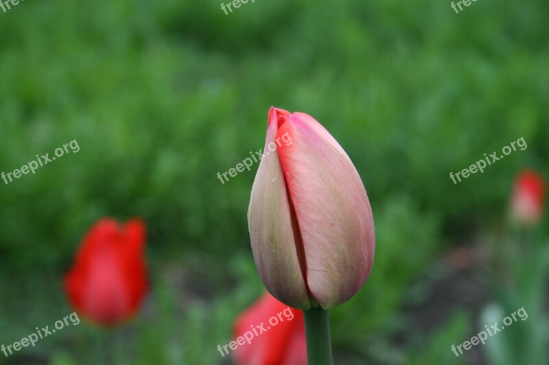 Flower Tulip Bud Red Spring Flowers