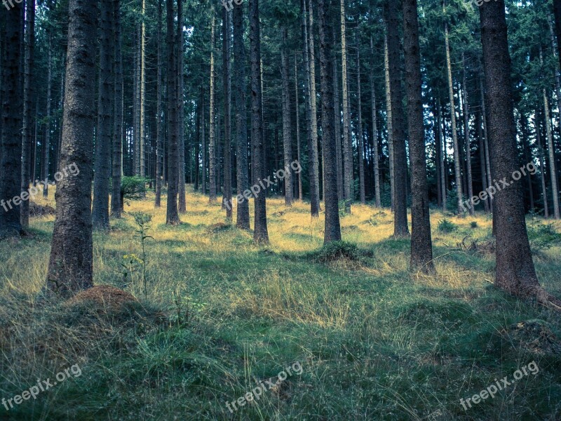 Forest Meadow Waldviertel Autumn Plant