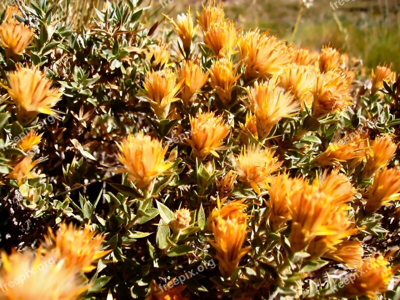 Flowers Wild Spring Plants Wild Flora