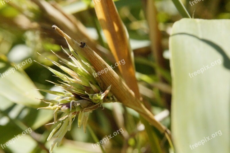 Bamboo Bamboo Shoot Grassy Grasartig Bamboo Plants