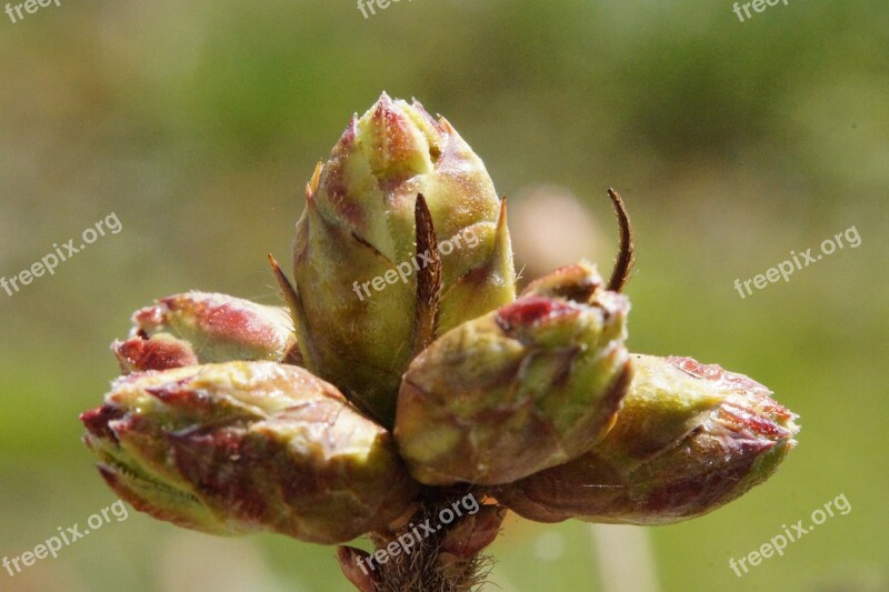 Bud Azalea Firm Spring Young Drove