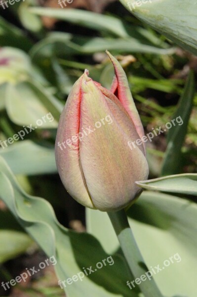 Tulip Closed Red Bloom Flower