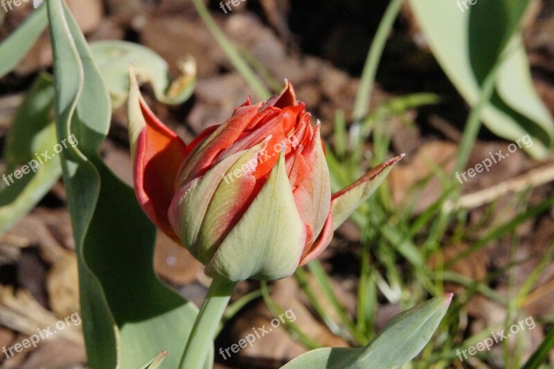 Tulip Red Bloom Flower Spring