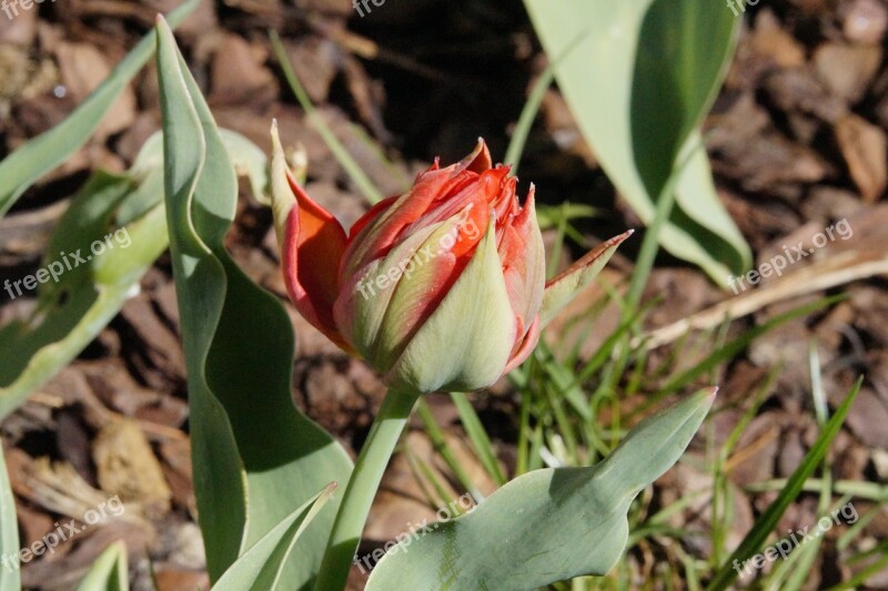 Tulip Red Bloom Flower Spring