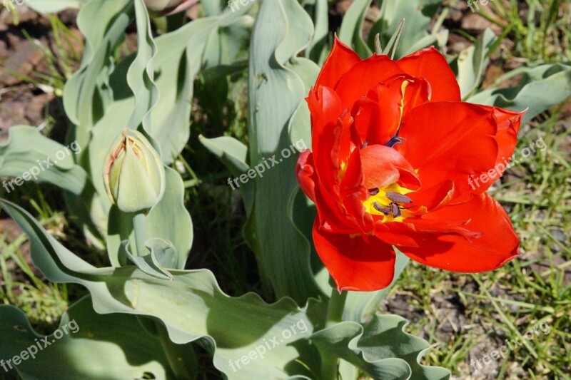 Tulip Red Bloom Flower Spring