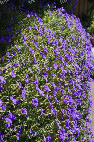 Blue Pillow Flowers Bloom Blütenmeer Blue