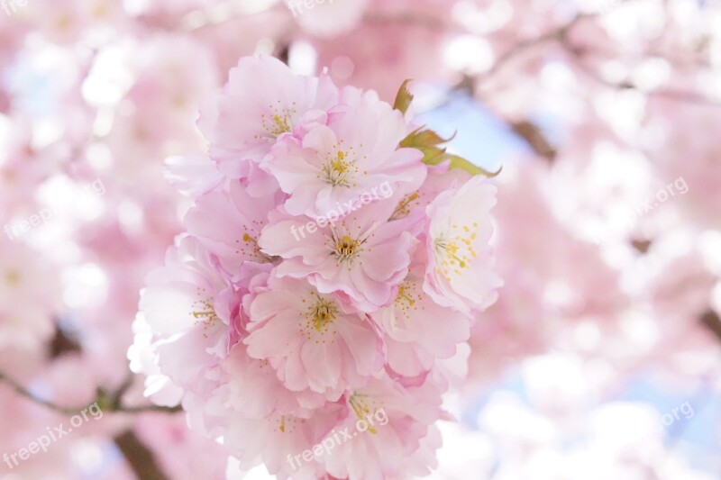 Japanese Cherry Trees Ornamental Cherry Flower Tree Cherry Blossom Pink