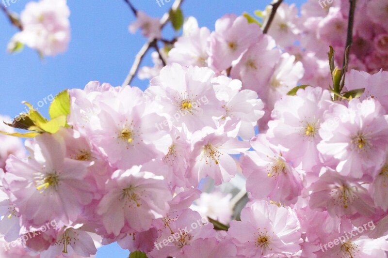 Japanese Cherry Trees Ornamental Cherry Flower Tree Cherry Blossom Pink