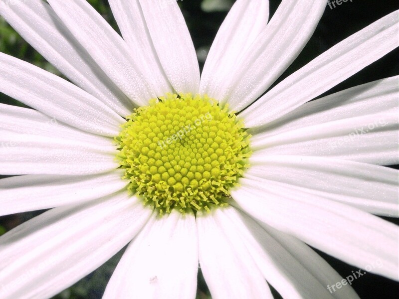 Margaret Flower Garden Nature White