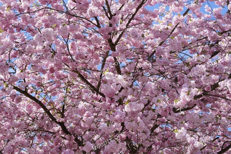 Japanese Cherry Trees Ornamental Cherry Flower Tree Cherry Blossom Pink