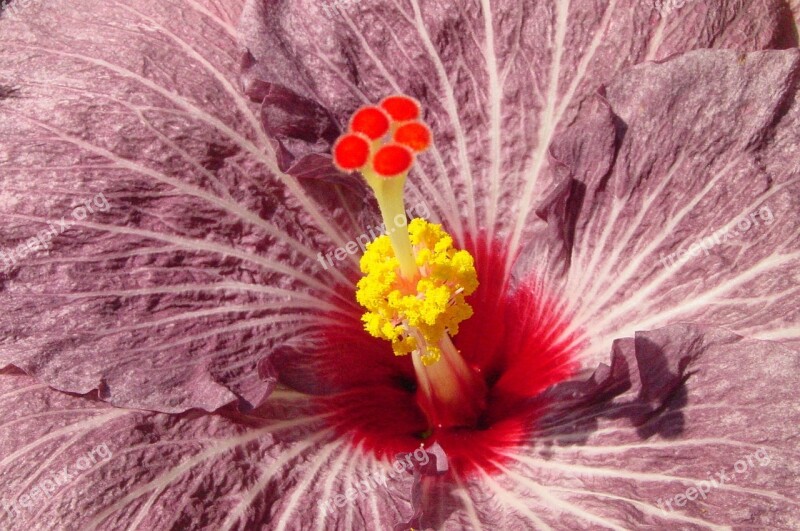 Hibiscus Flowers Nature Flower Petals