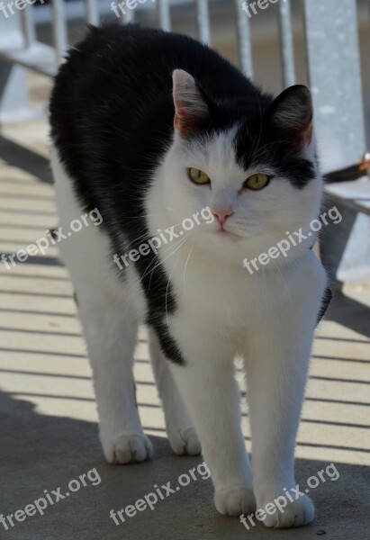 Cat Black And White Domestic Cat Black And White Cat Mieze