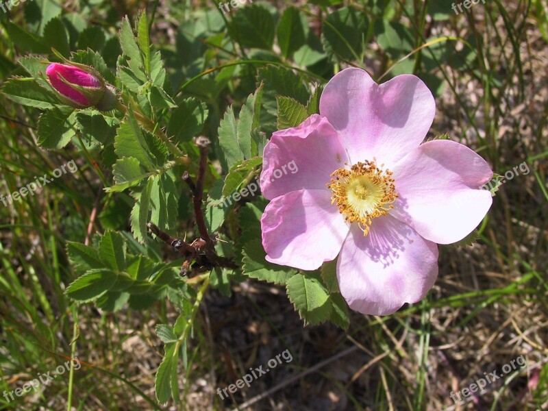 Wild Rose Rose Wild Pink Bud