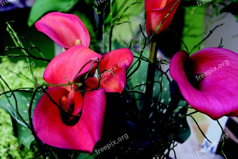 Blossom Bloom Red Flower Close Up