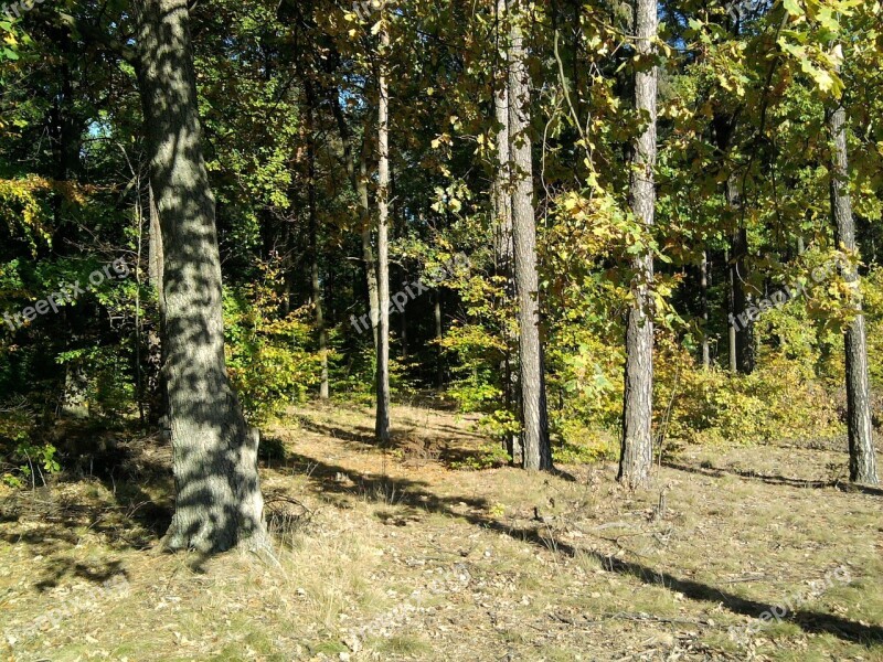 Forest Foliage Leaf Tree Autumn