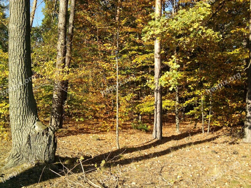 Forest Foliage Leaf Tree Autumn