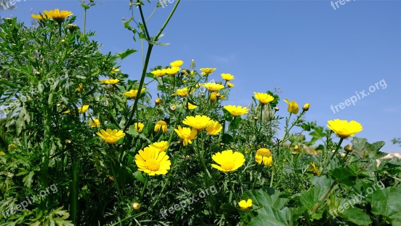 Spring Flowers Daisies Nature Free Photos