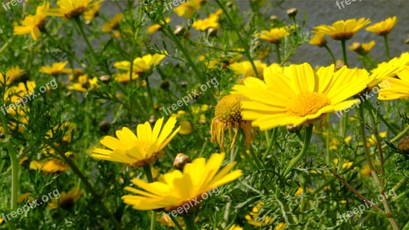 Flowers Daisies Yellow Spring Garden