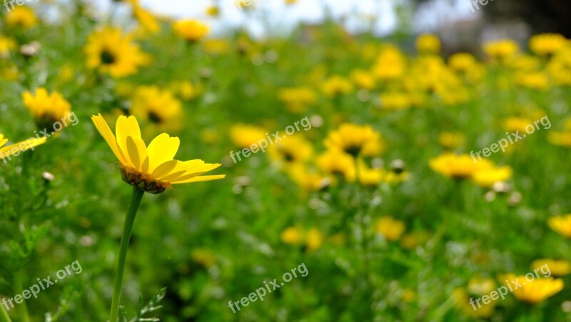 Daisies Spring Flowers Yellow Flowers Nature Free Photos