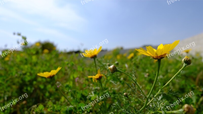 Flowers Daisies Nature Spring Wildflowers