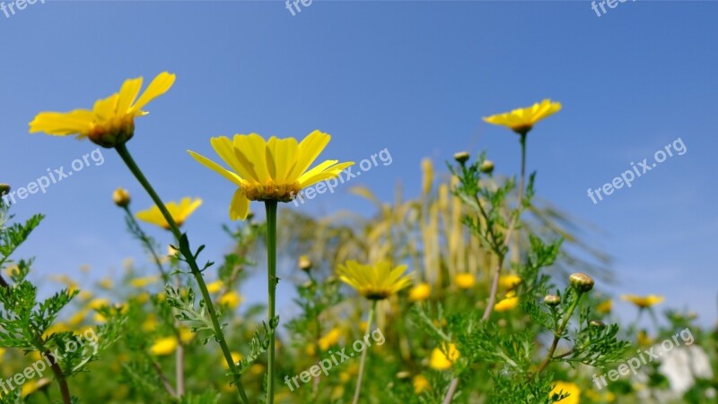 Flowers Spring Daisies Field Nature