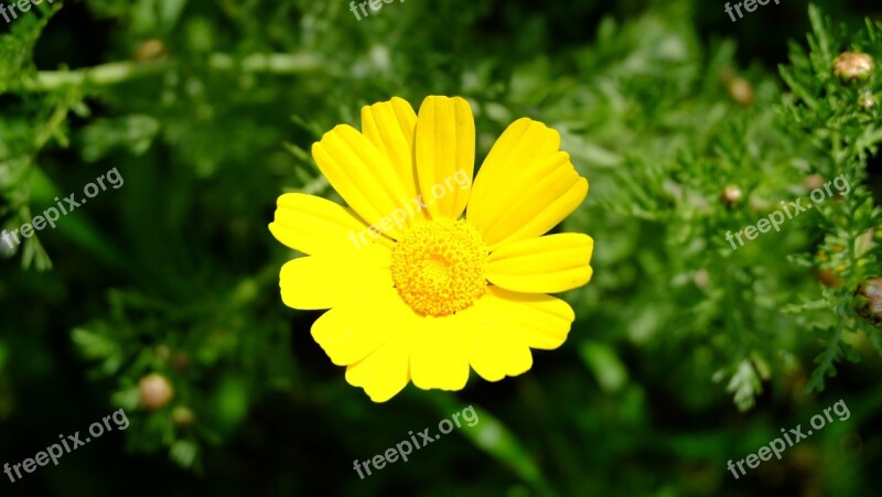 Yellow Flower Petals Margaret Spring Flowers Nature