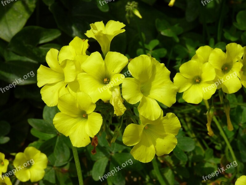 Yellow Meadow Outdoor Flower Spring