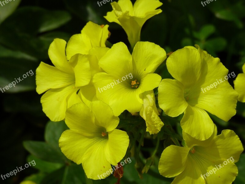 Yellow Meadow Outdoor Flower Spring